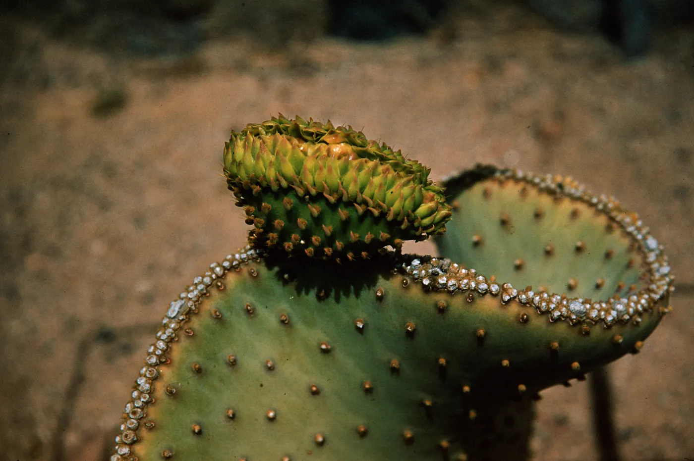 Opuntia Santa Rita, cristate flower