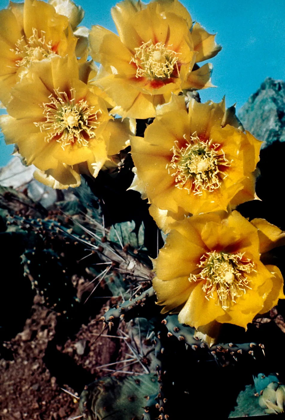 Dwarf Prickly Pear