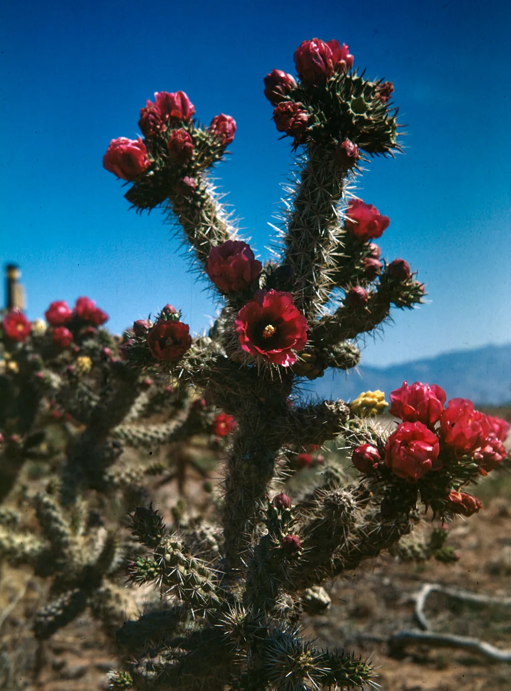 Opuntia spinosior, Cholla cactus
