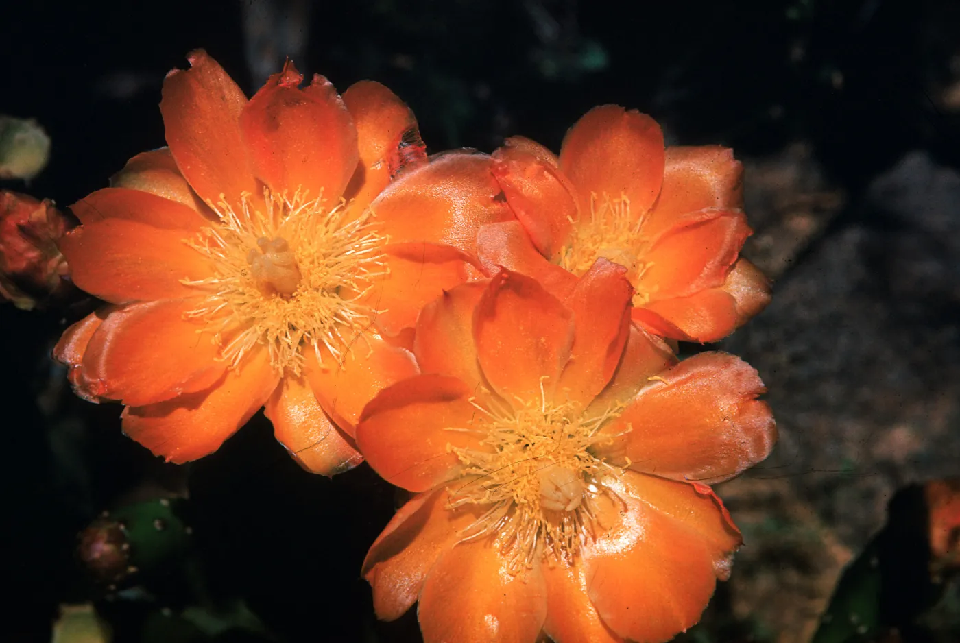 Opuntia elata (Prickly-pear)
