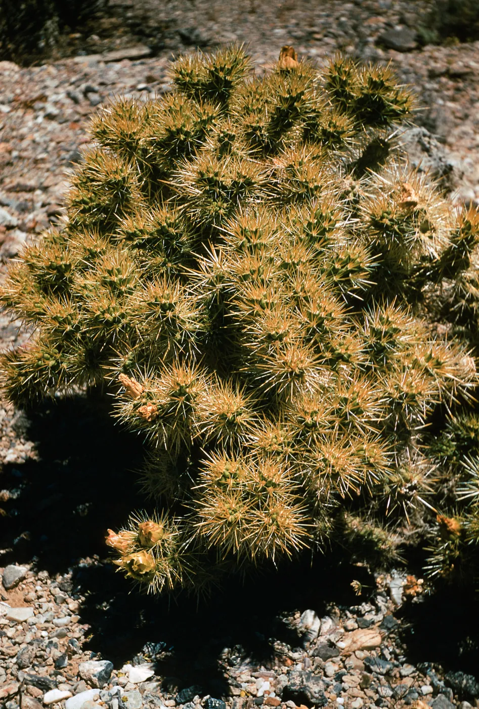 Opuntia echinocarpa, Golden Spined form, Ibex Pass, California
