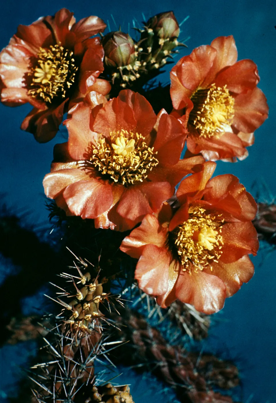 Opuntia spinosior, Staghorn Cholla