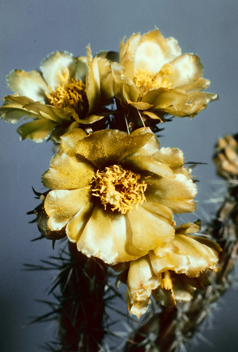 Chartreuse Staghorn Cholla