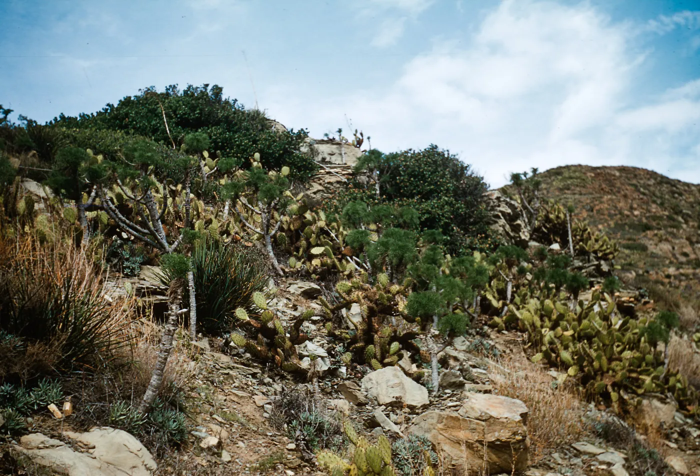 Opuntia littoralis, Point Mugu, California