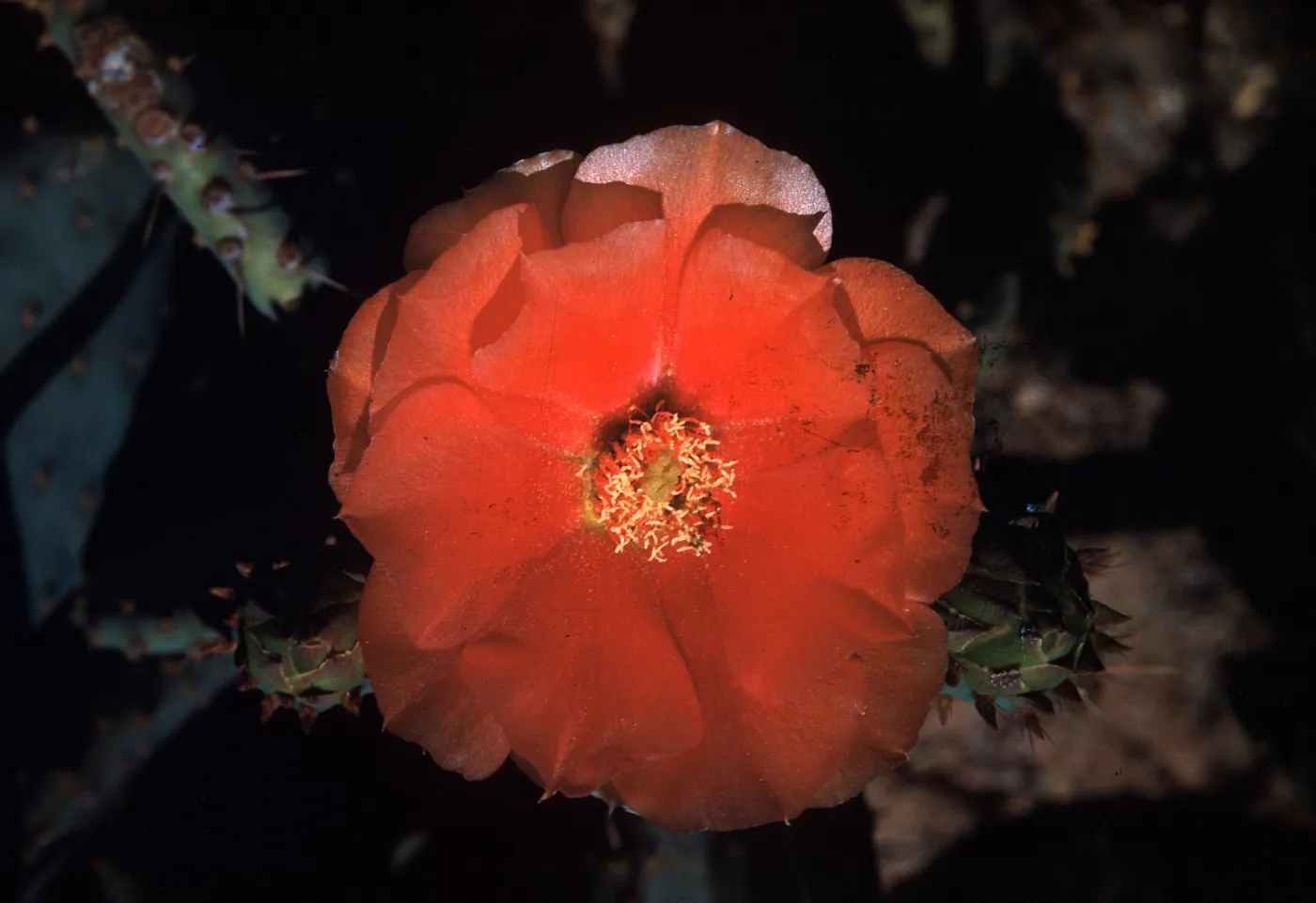 Opuntia vaseyi, Desert Botanic Garden, California 