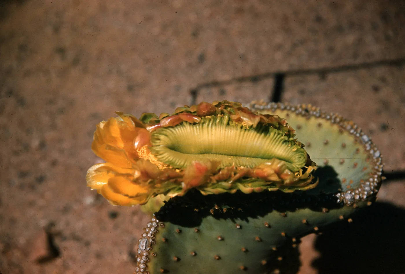 Opuntia Santa Rita (Prickly-pear), cristate flower