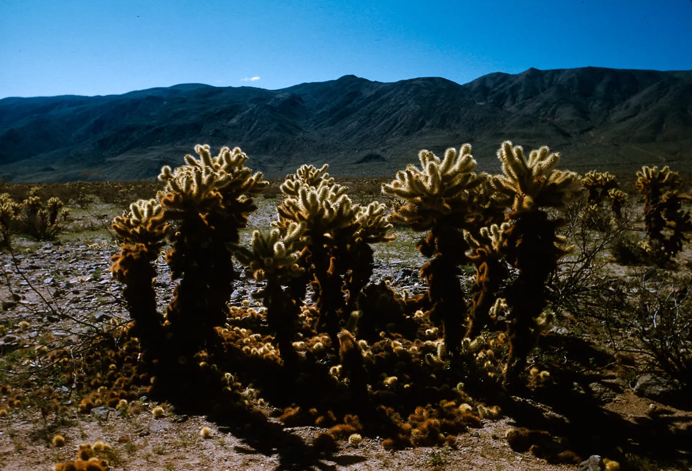 Opuntia, Joshua Tree National Monument