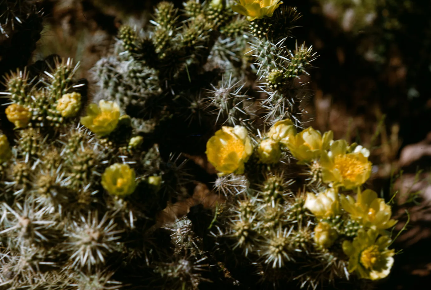 Opuntia, Acanthacarpa, Zion National Park