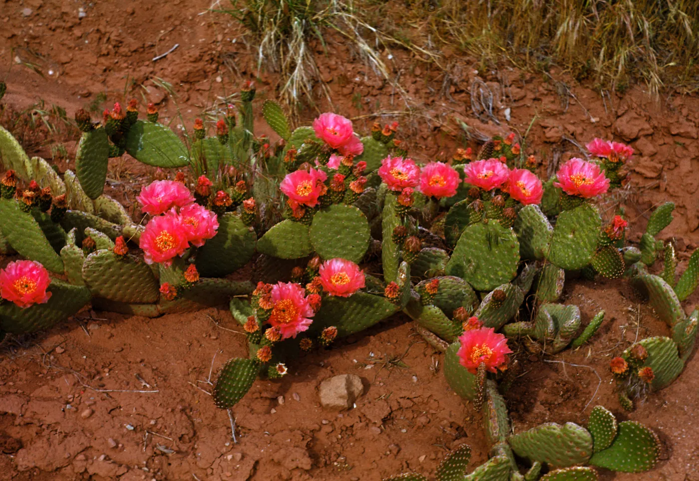 Opuntia basilaris, Zion National Park