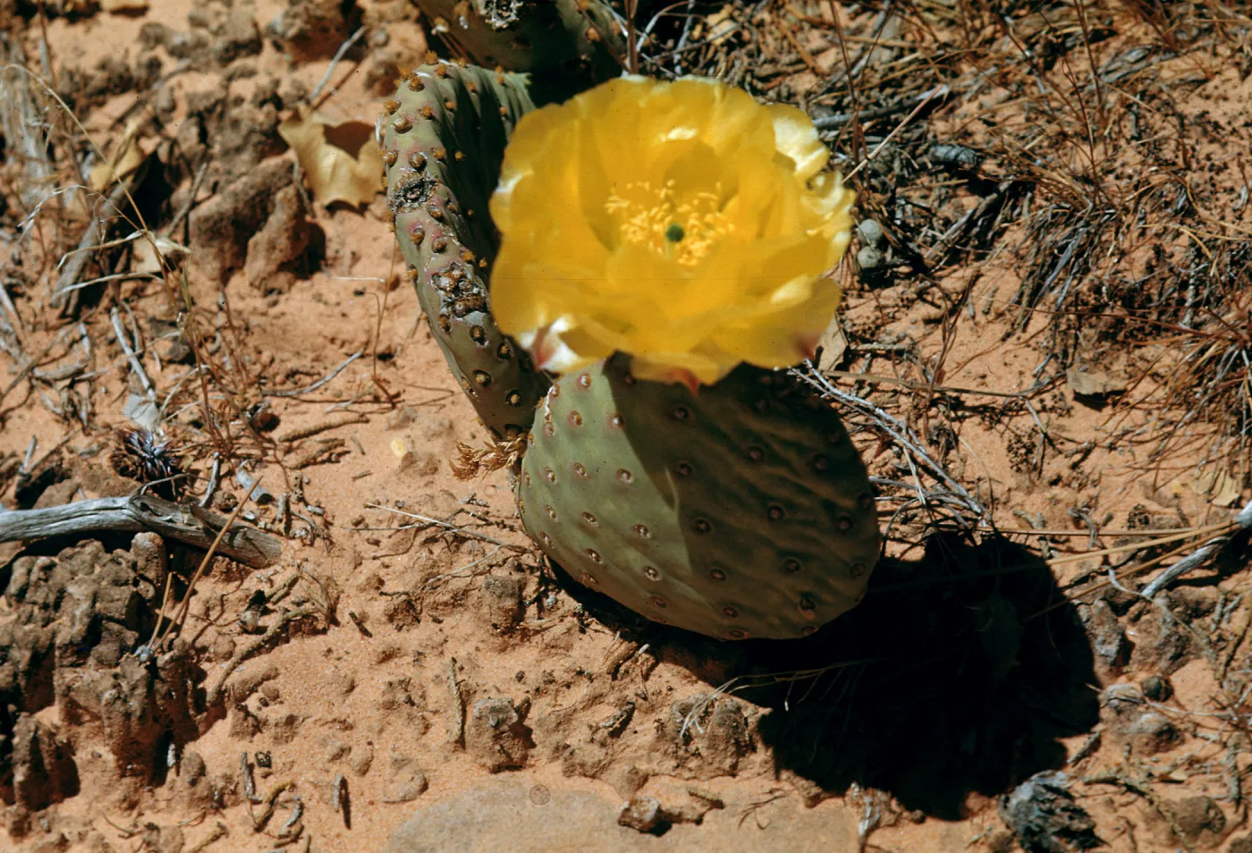 Opuntia polyacantha, Zion National Park