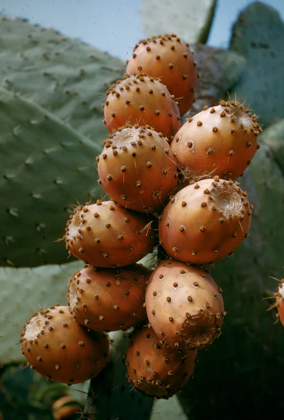 Opuntia ficus-indica