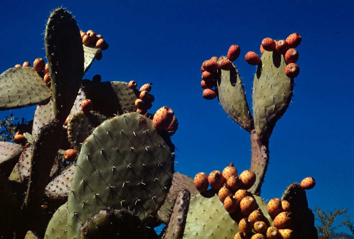 Opuntia megacantha, Prickly Pear, rancheria