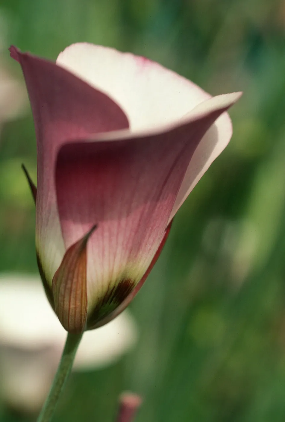 Calochortus
