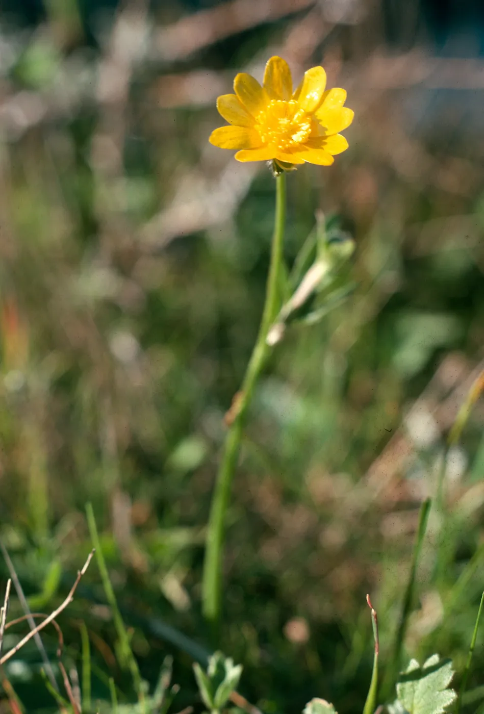 Ranunculus