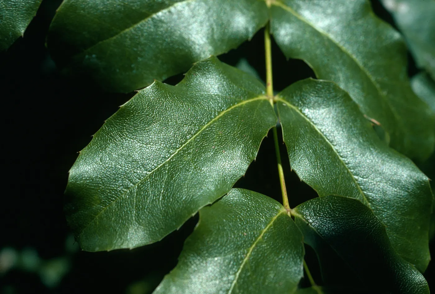 Mahonia pinnata, SBBG