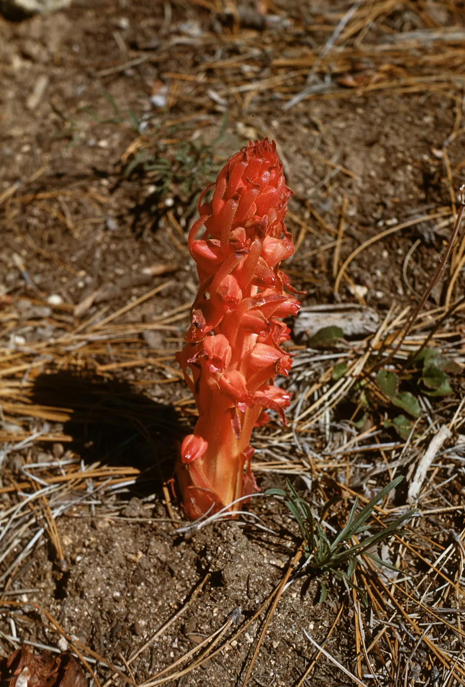Snow Plant, Sarcodes sanguinea