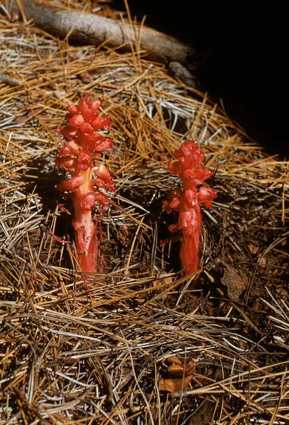 Snow Plant, Sarcodes sanguinea