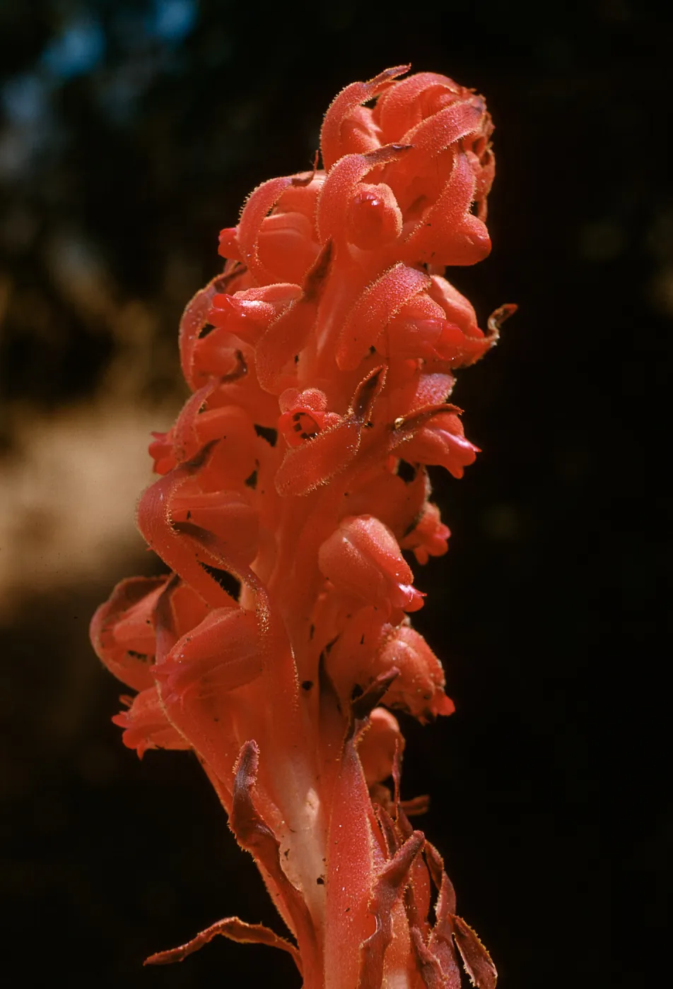 Snow Plant, Sarcodes sanguinea