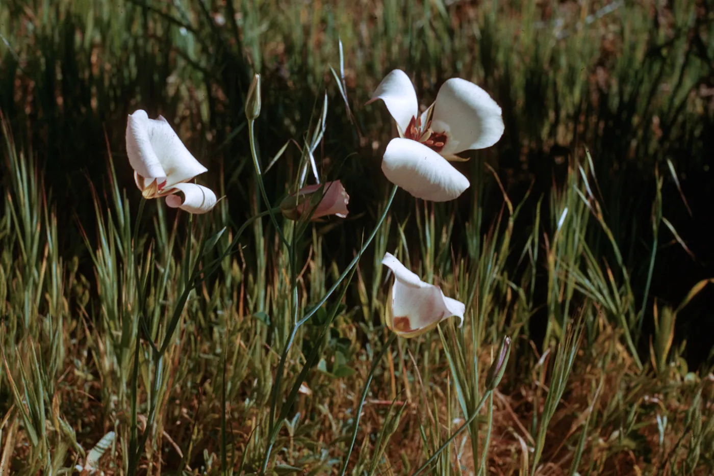 Mariposa Lily