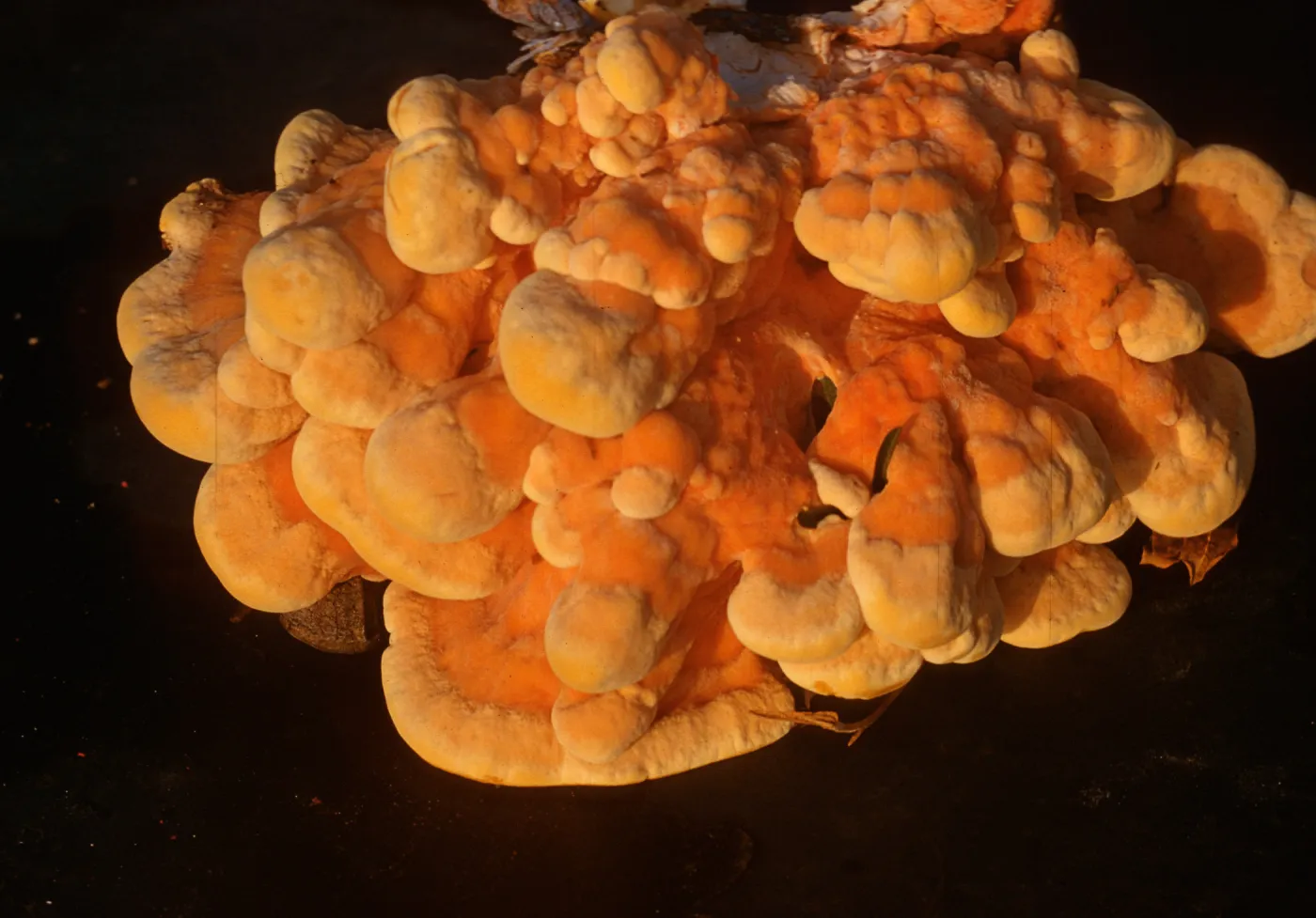 Trip to Ancient Bristlecone Pine Forest, Inyo National Forest w/ Neil Muller, 1960-68