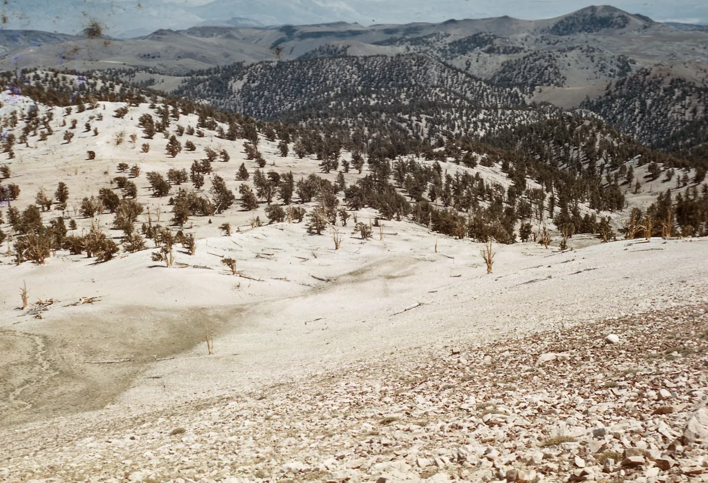 Trip to Ancient Bristlecone Forest, Inyo National Forest w/Neil Muller, 1960-68