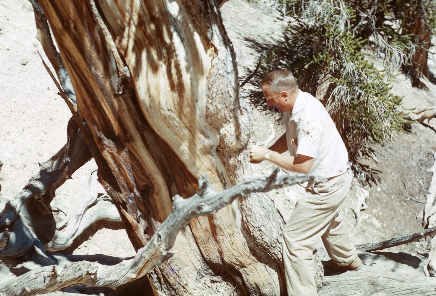 Trip to Ancient Bristlecone Forest, Inyo National Forest w/Neil Muller, 1960-68