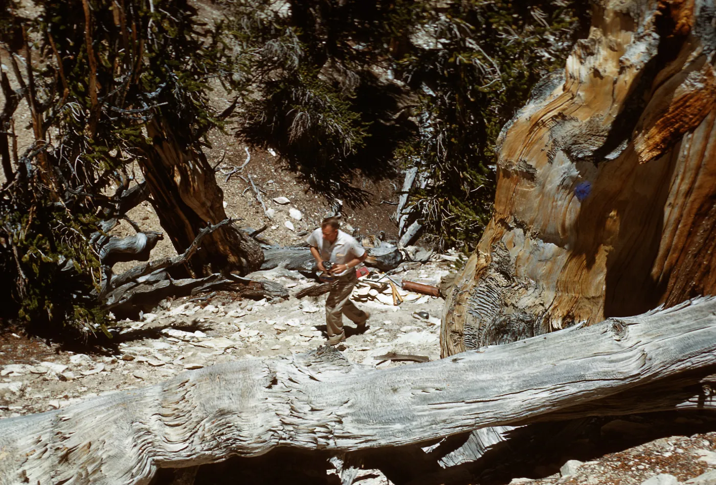 Trip to Ancient Bristlecone Forest, Inyo National Forest w/Neil Muller, 1960-68