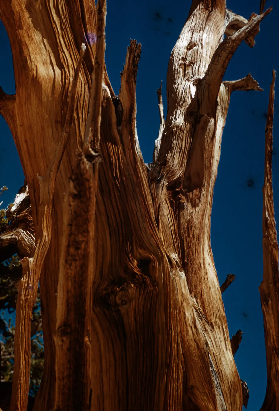 Trip to Ancient Bristlecone Forest, Inyo National Forest w/Neil Muller, 1960-68