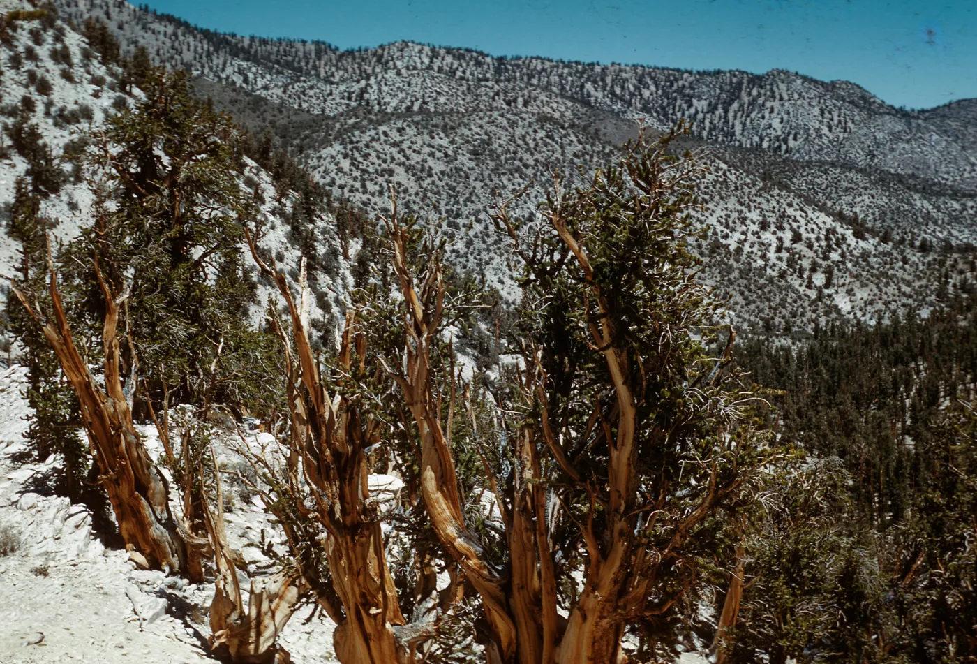 Trip to Ancient Bristlecone Forest, Inyo National Forest w/Neil Muller, 1960-68
