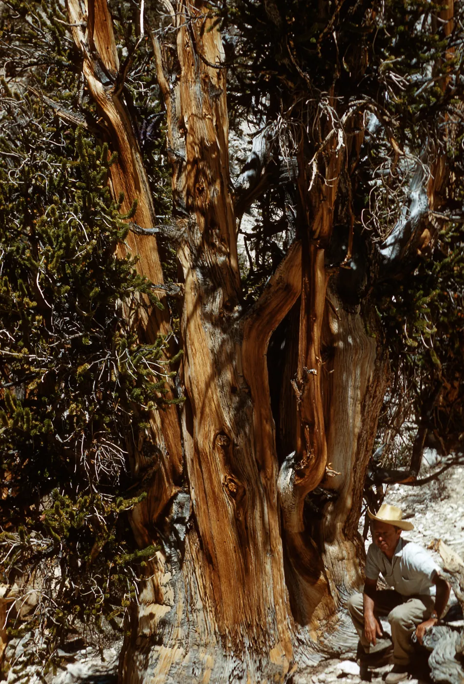 Trip to Ancient Bristlecone Forest, Inyo National Forest w/Neil Muller, 1960-68