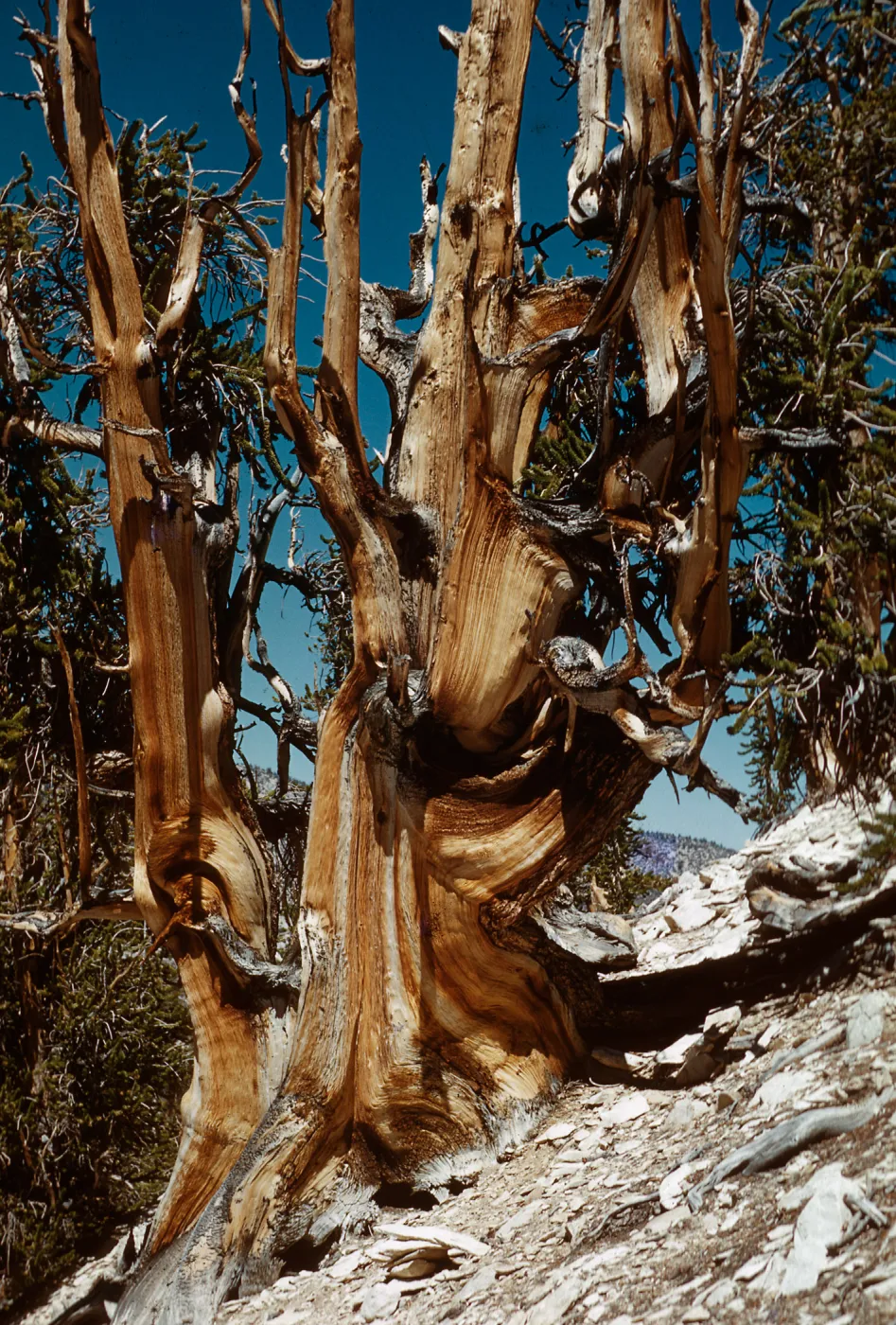 Trip to Ancient Bristlecone Forest, Inyo National Forest w/Neil Muller, 1960-68