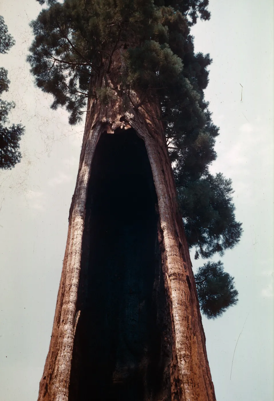 Giant Sequoia, Hollow trunk, Santa Barbara Botanic Garden trip, Sequoia National Park, 1961