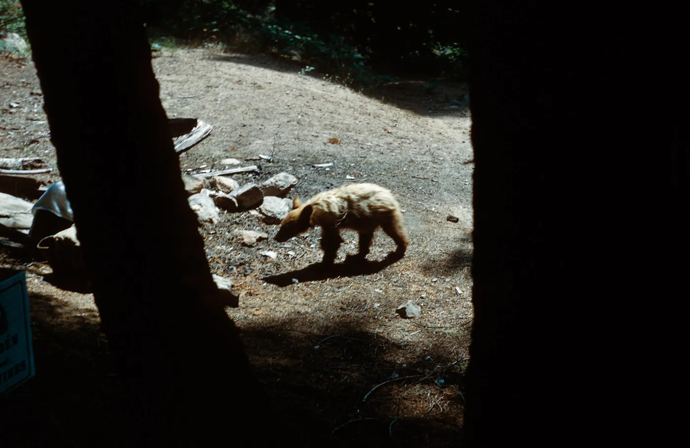 Bear, Santa Barbara Botanic Garden trip, Sequoia National Park, 1961
