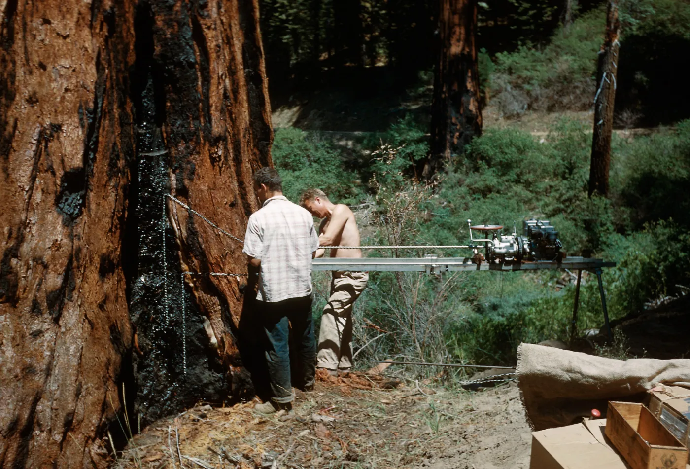 Tree coring, Santa Barbara Botanic Garden trip, Sequoia National Park, 1961