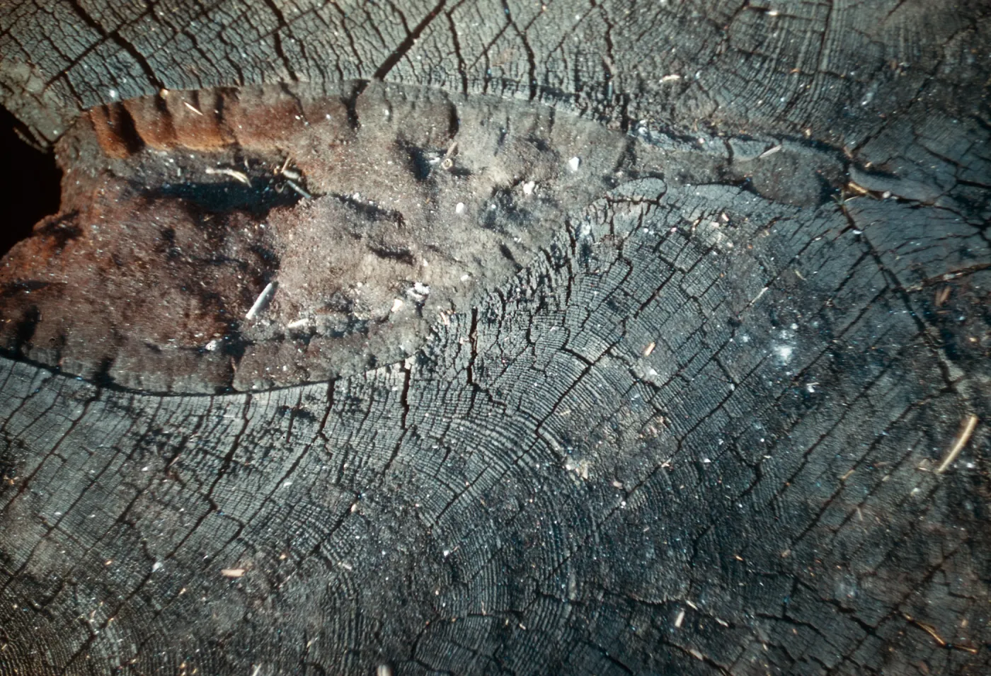Fire damage, canker, Santa Barbara Botanic Garden trip, Sequoia National Park, 1961