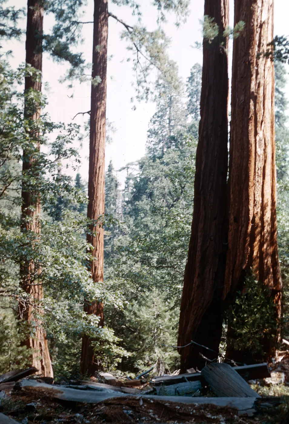 Santa Barbara Botanic Garden trip, Sequoia National Park, 1961