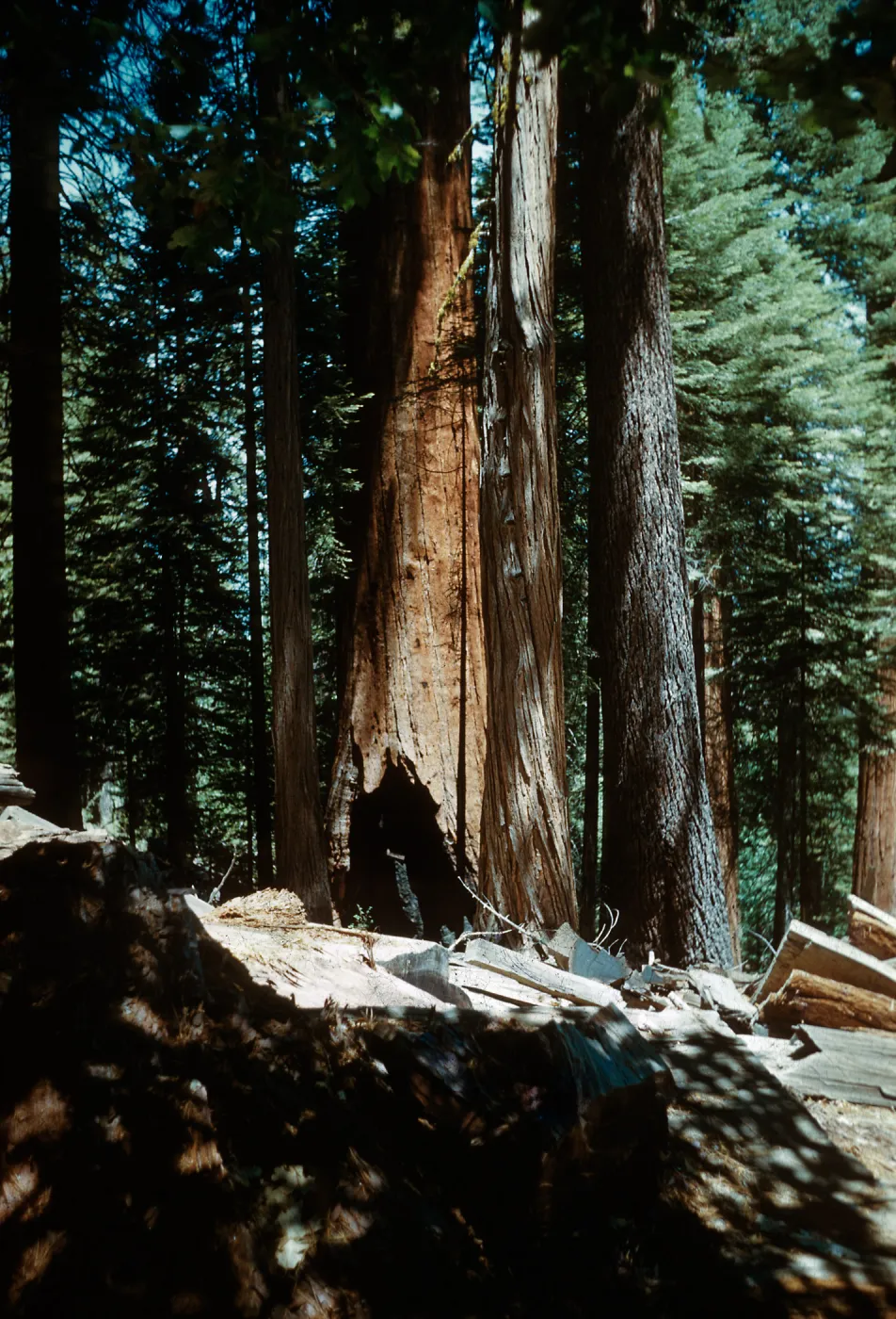 Santa Barbara Botanic Garden trip, Sequoia National Park, 1961