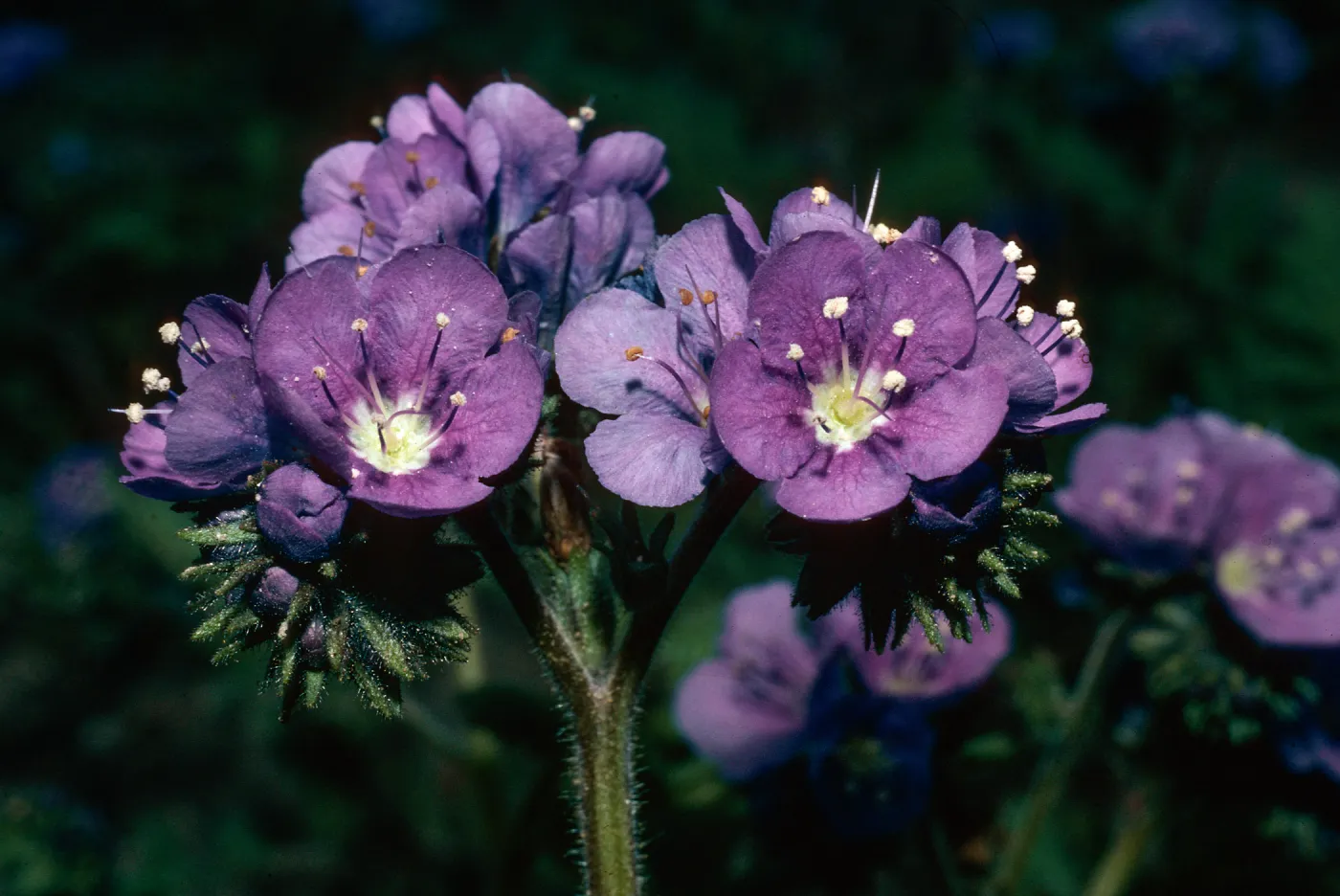 Phacelia ciliata, Carrizo Plains, San Luis Obispo County