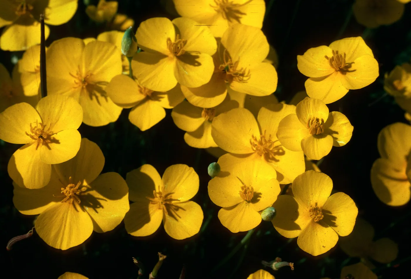 Eschscholzia lobbii, Sierra foothills