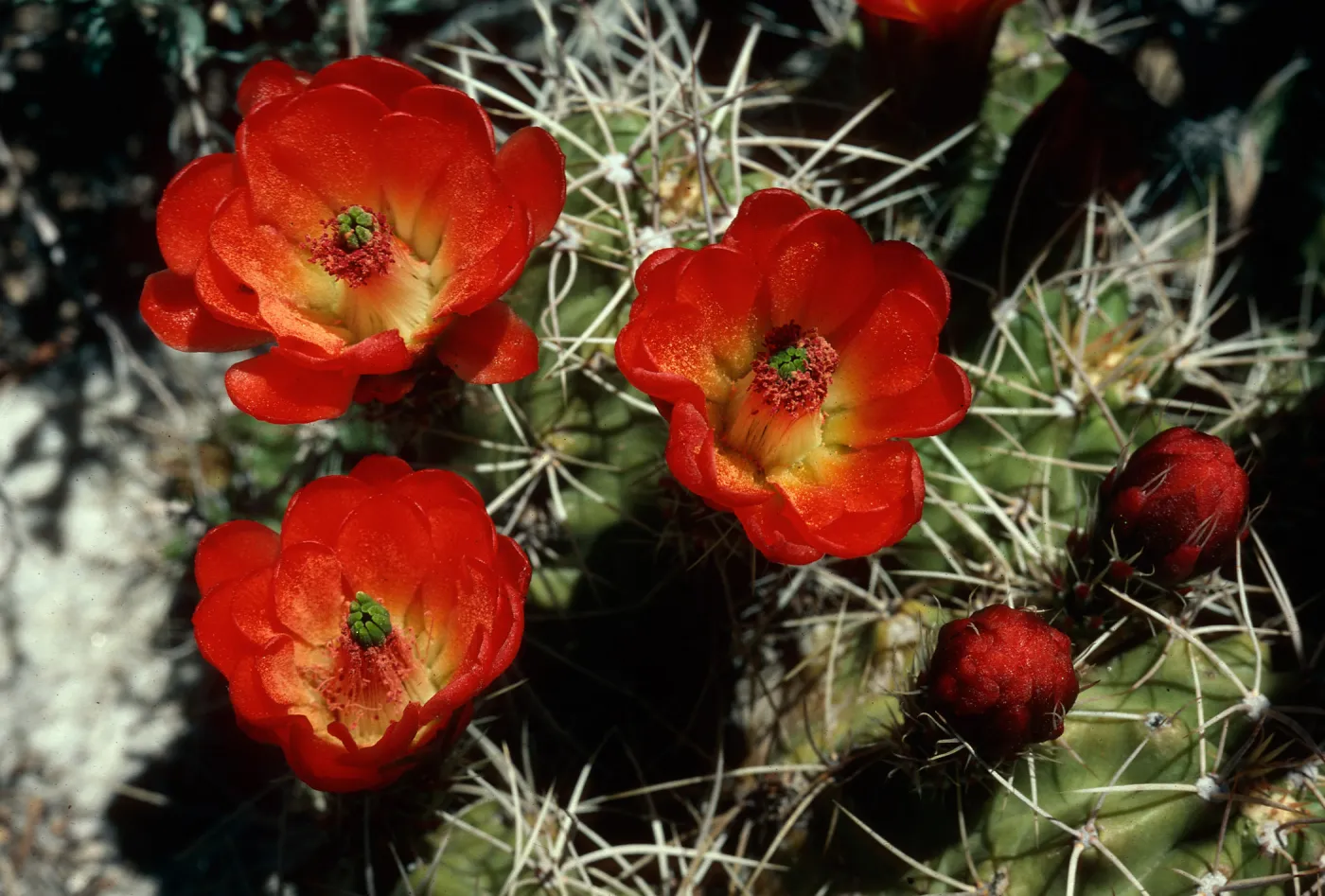 Echinocereus trigochidiatus