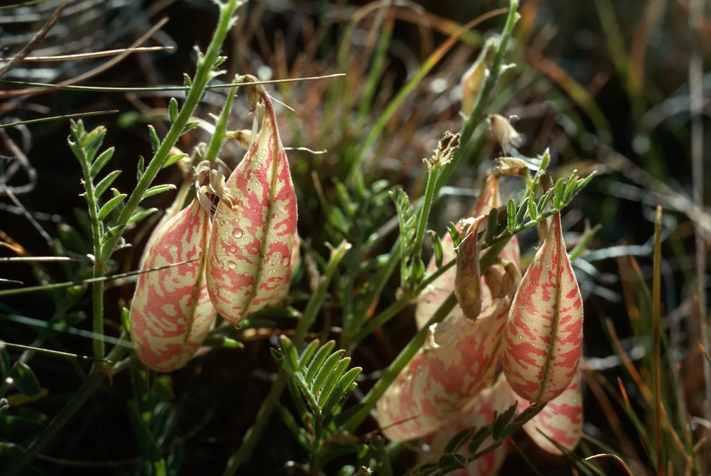 Astragalus, summit of Likely-Eagleville Road, Warner Range, Modoc County, 7500 ft.