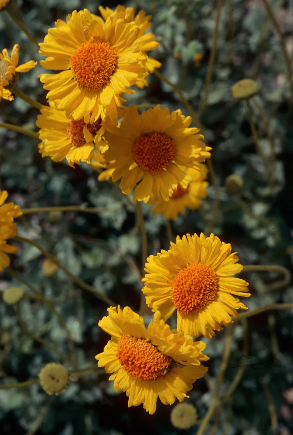 Encelia virginiensis