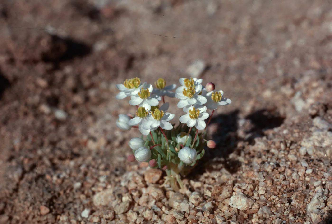 Canbya candida, Walker Pass, Kern County, Elev. 4500 ft
