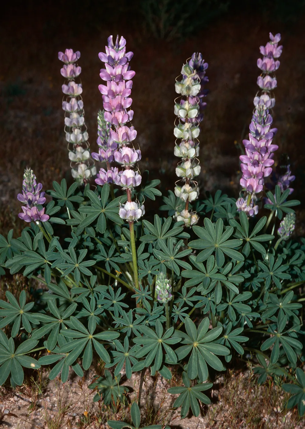 Lupinus odoratus, California City-Randsburg Road, Kern County