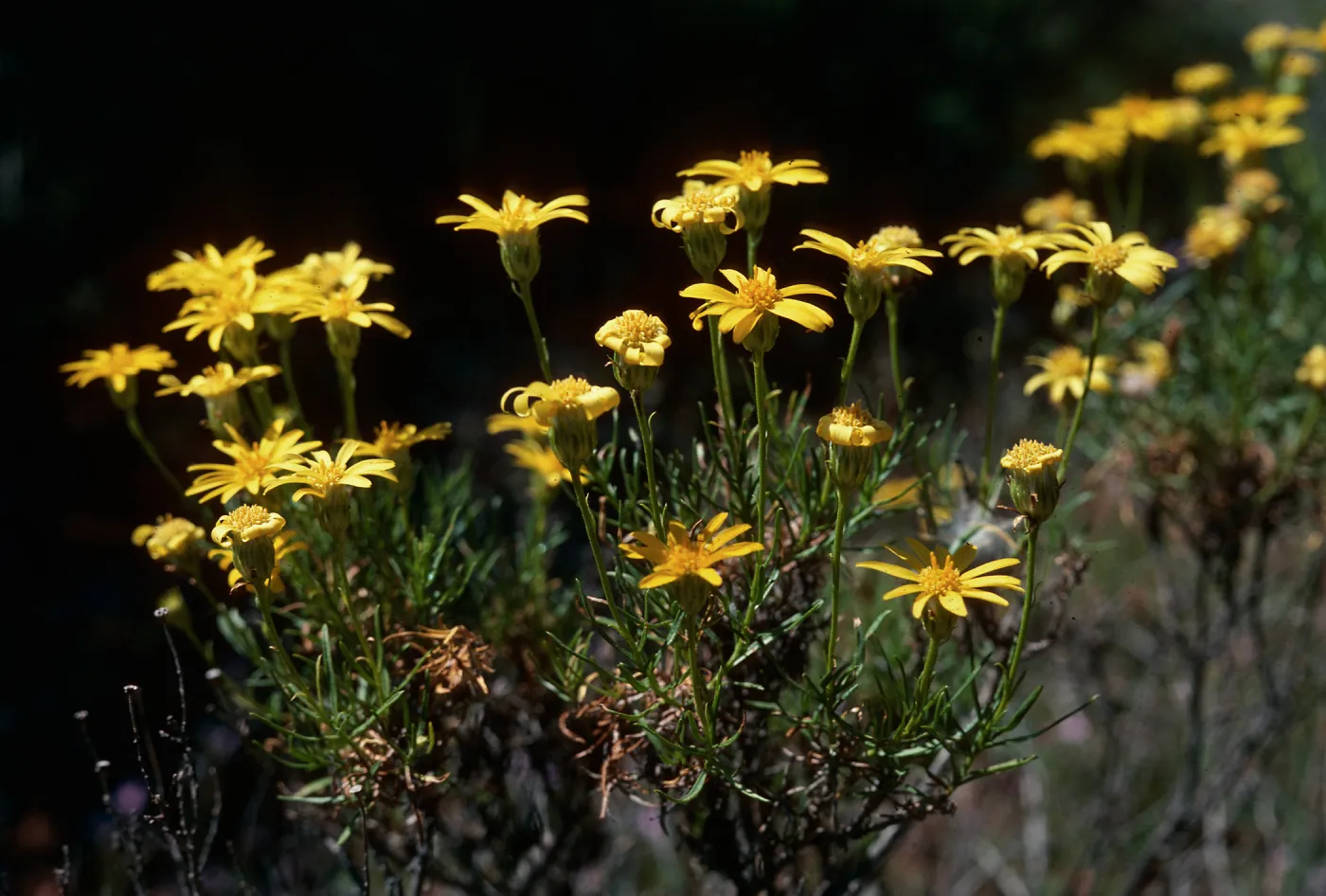 Ericameria linearifolia, Haplopappus linerifolius, Piute Mountains, Kern County