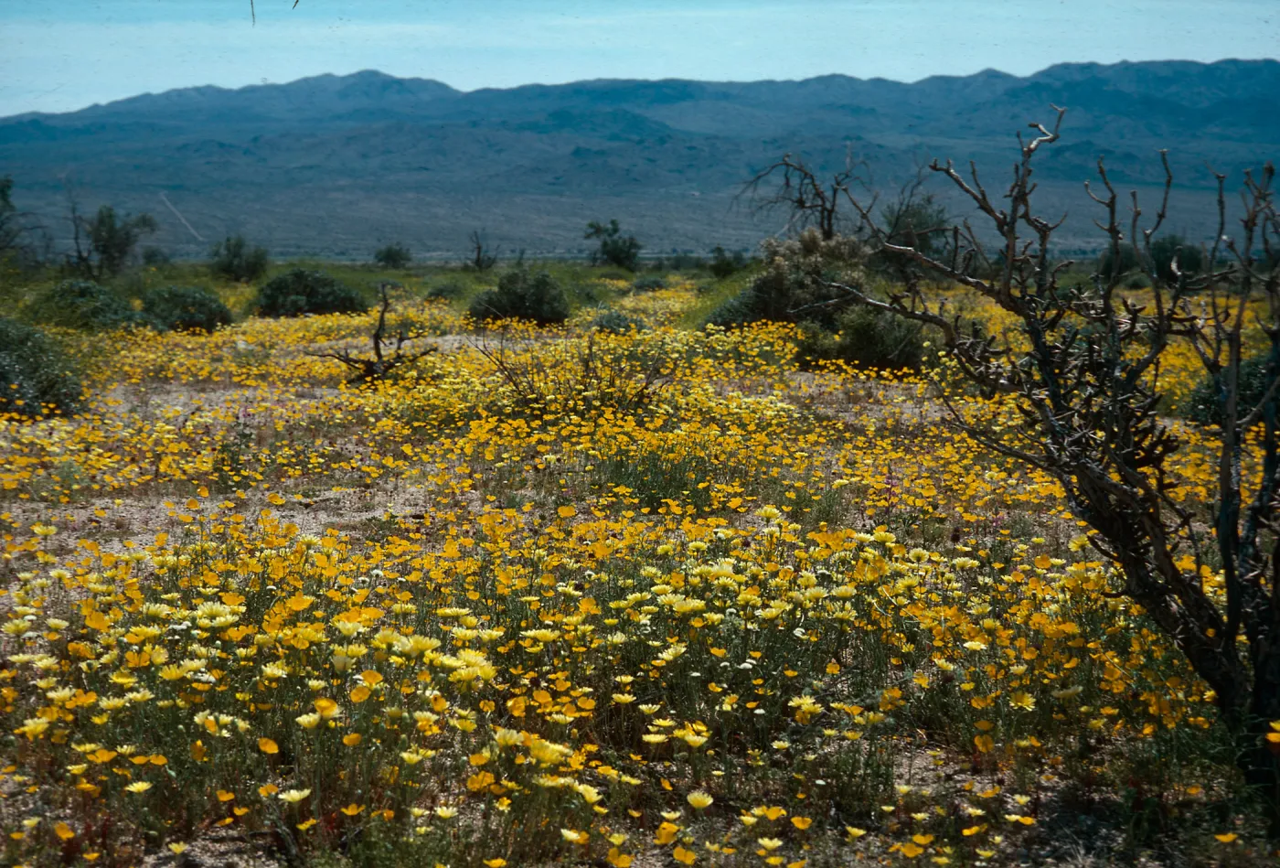 Malacothrix californica, Eschscholzia covillei (?), south entrance, Joshua Tree National Monument, Riverside County