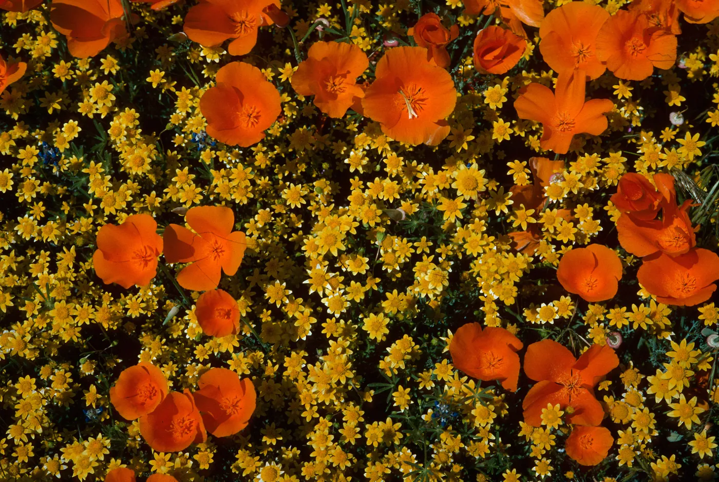 Eschscholzia californica, Antelope Valley