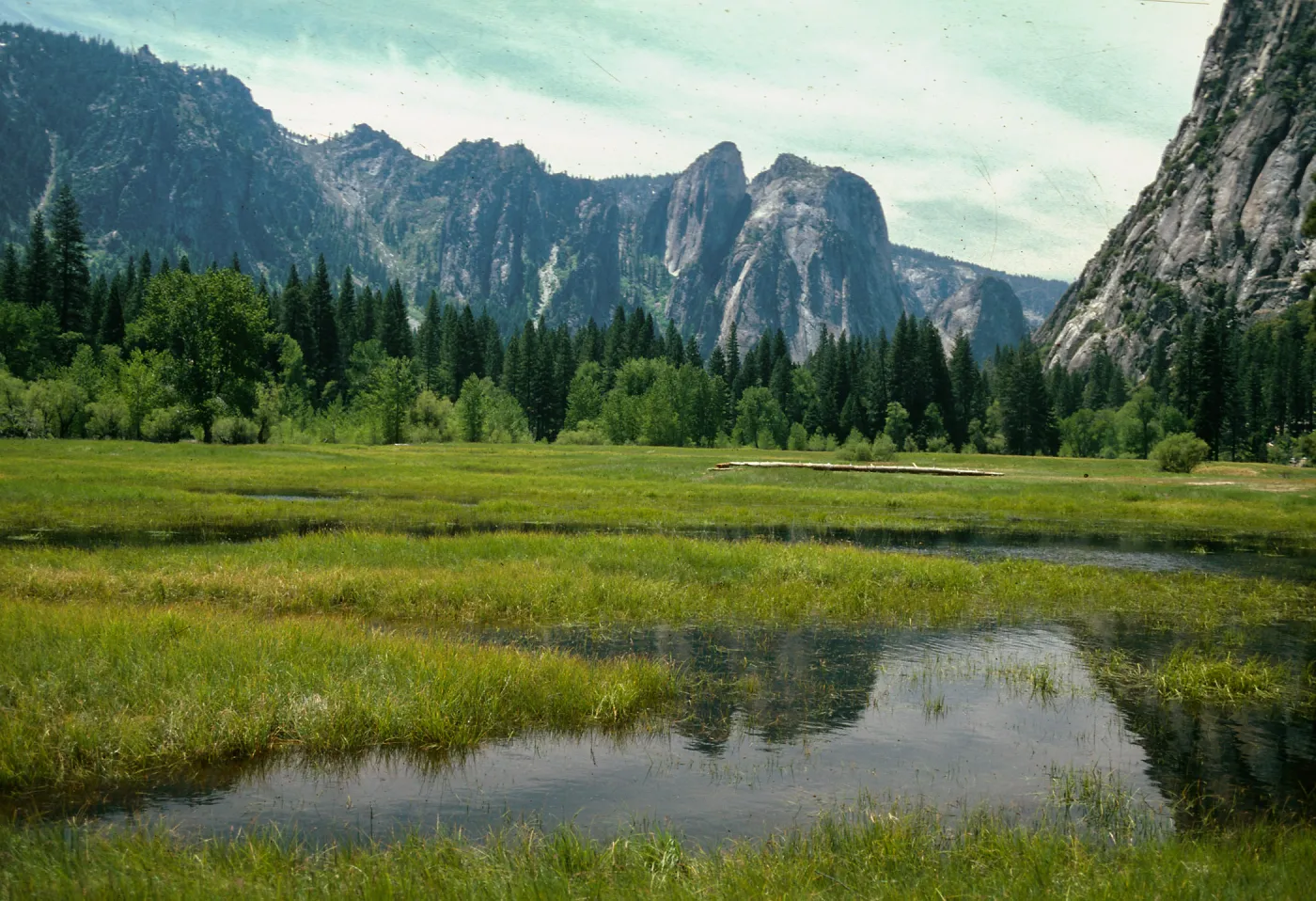 Carex, montane meadow, Yosemite Valley