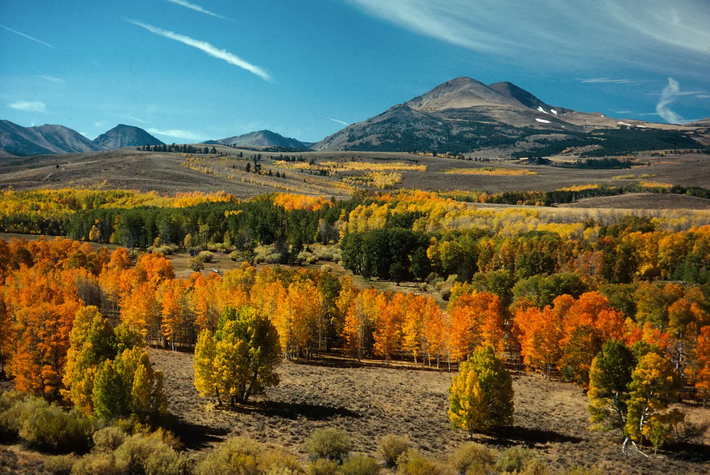 Aspen clones at Conway Summit, between Mono Lake and Bridgeport, Mono County