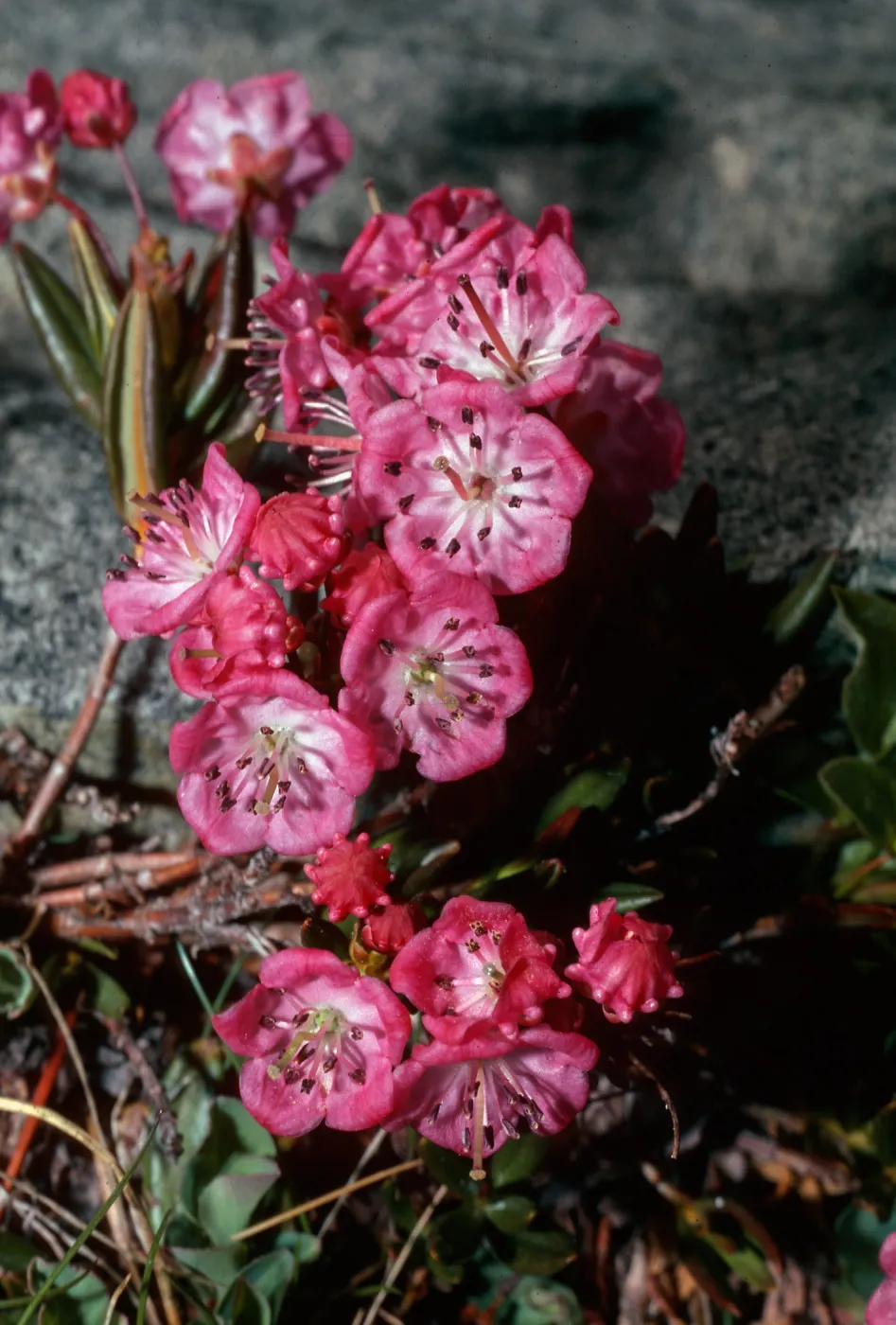 Kalmia polifolia, Rock Creek, Little Lakes Valley, Inyo County